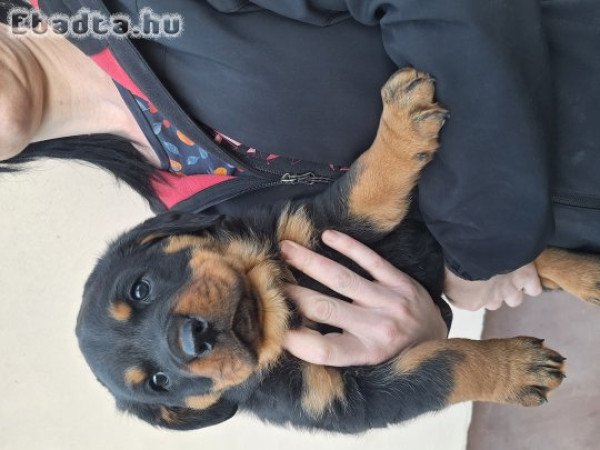 Rottweiler kölykök!