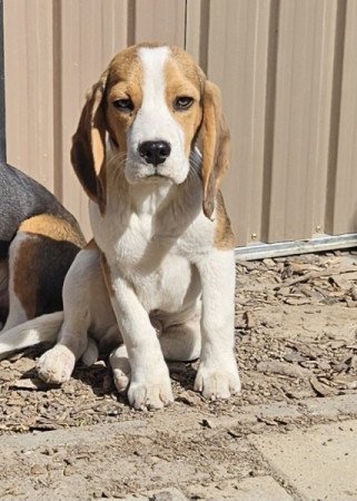 Beagle