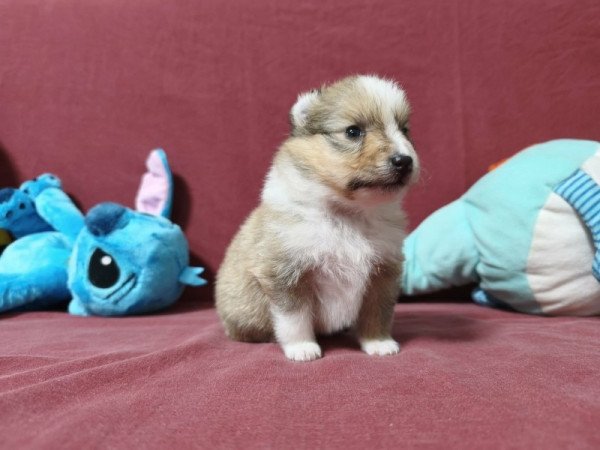 Sheltie