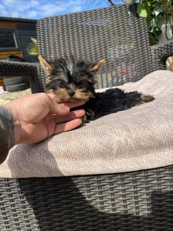 Yorkshire terrier