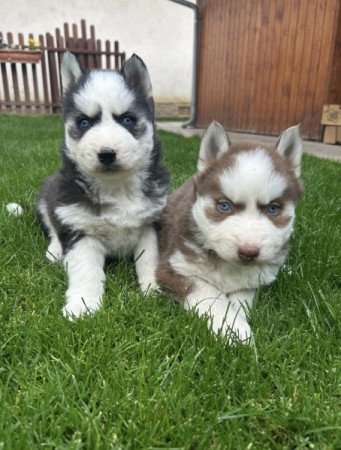 Szibériai husky