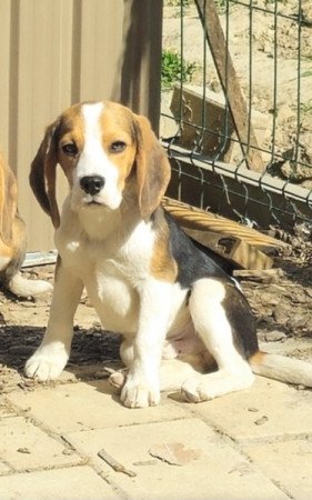 Beagle