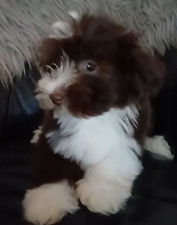 bichon havanese