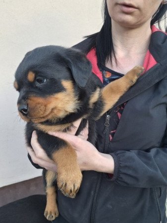 Rottweiler