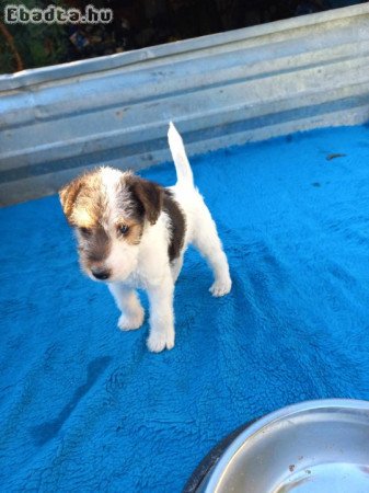 Drótszőrű foxterrier  fajta tiszta kiskutyák