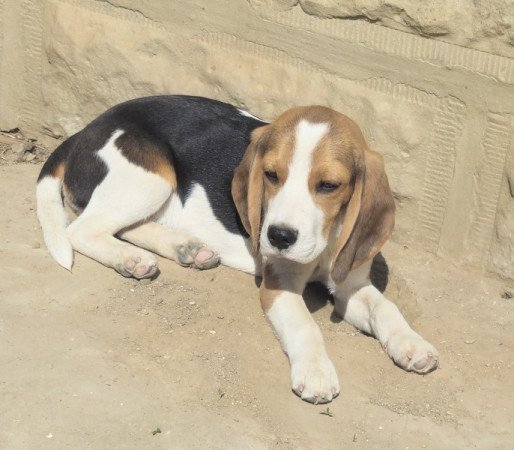 Beagle