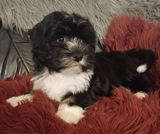 bichon havanese