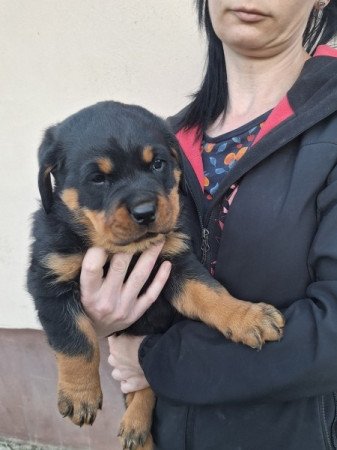 Rottweiler