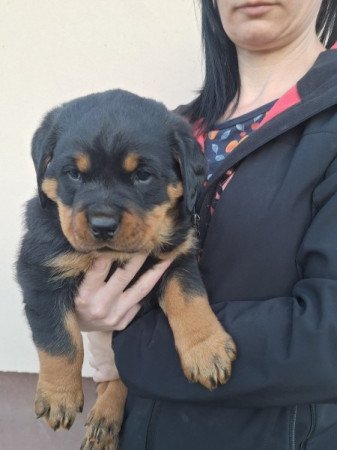 Rottweiler
