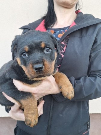 Rottweiler