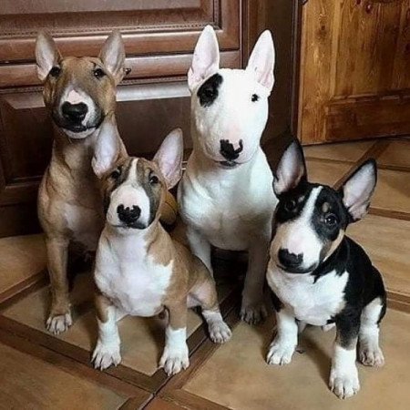 miniatűr bullterrier