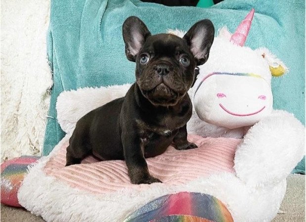 Francia bulldog