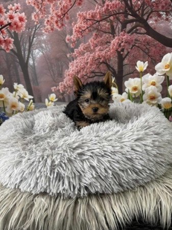Yorkshire terrier