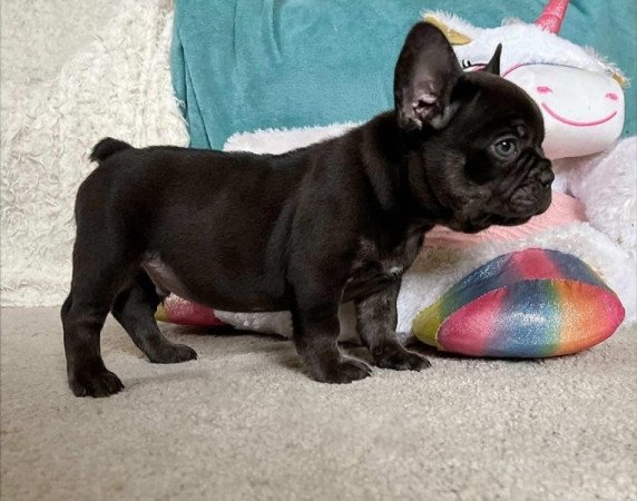 Francia bulldog