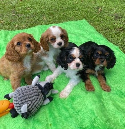 Cavalier-King-Charles-Spaniel