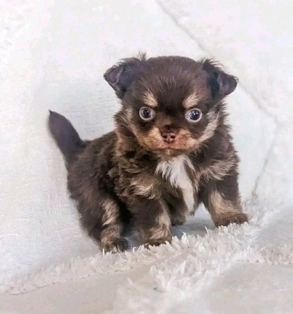 csivava