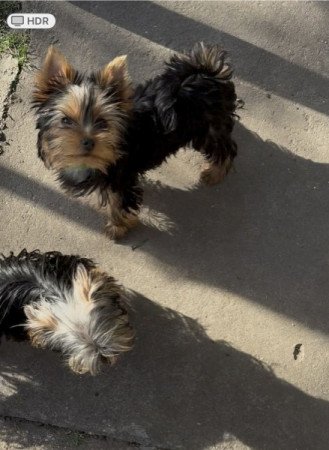 Yorkshire Terrier