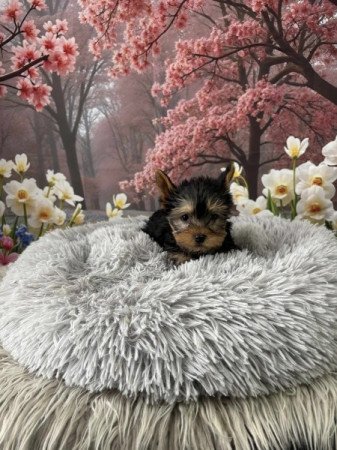 Yorkshire terrier