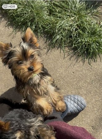 Yorkshire Terrier