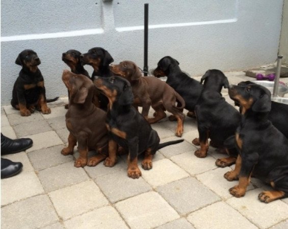 dobermann pinscher