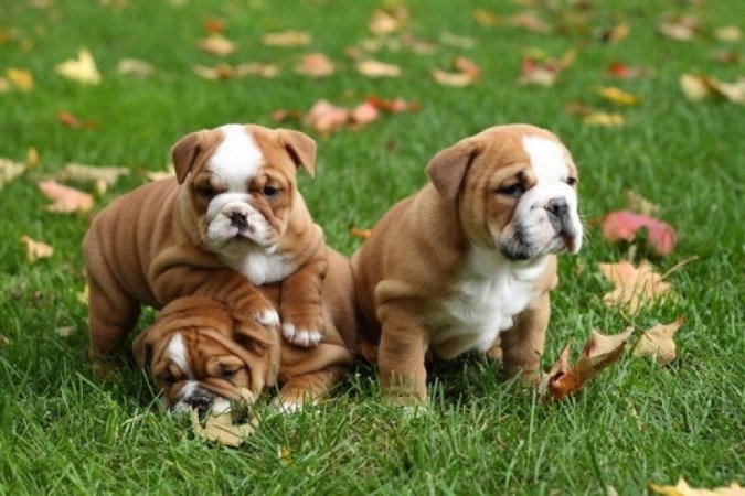 Angol bulldog