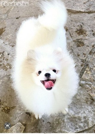 Orange white and cream sable