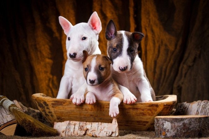 miniatűr bullterrier