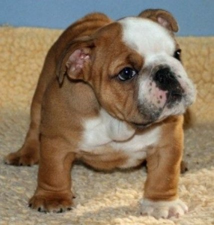 Angol bulldog