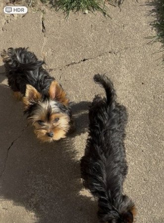 Yorkshire Terrier
