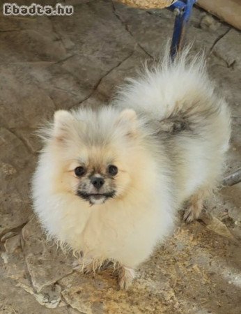 Orange white and cream sable