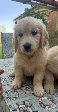 Golden Retriever