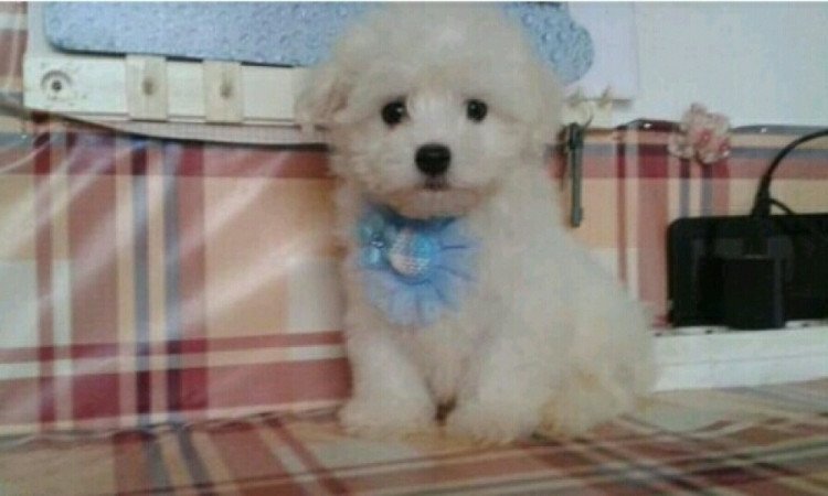 Bichon Havanes