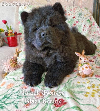 Csau-csau fekete és vörös kislány