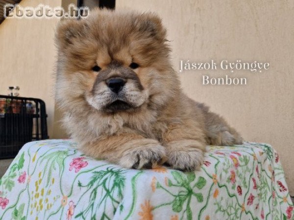 Csau-csau fekete és vörös kislány