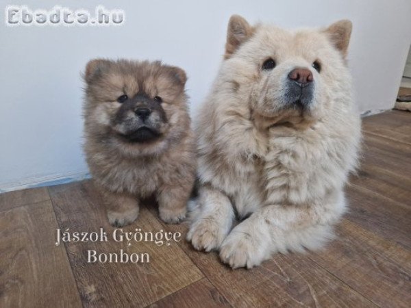 Csau-csau fekete és vörös kislány