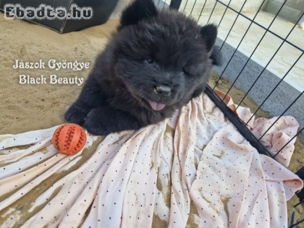 Csau-csau fekete és vörös kislány