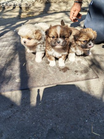 Palotapincsi kiskutya