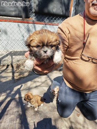 Palotapincsi kiskutya