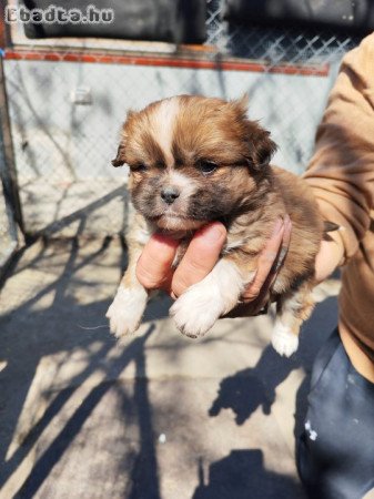 Palotapincsi kiskutya