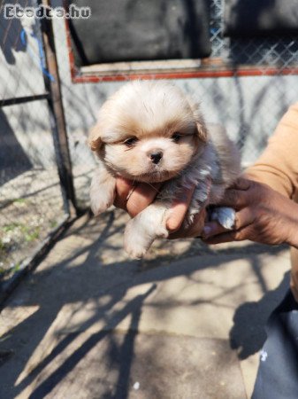 Palotapincsi kiskutya