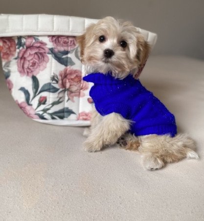 Maltipoo