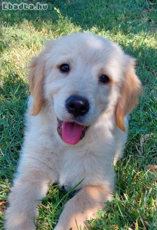 eladó golden retriever