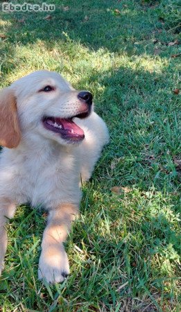 eladó golden retriever