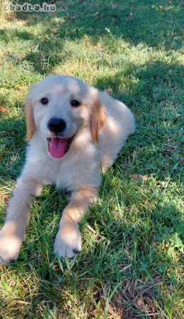 eladó golden retriever