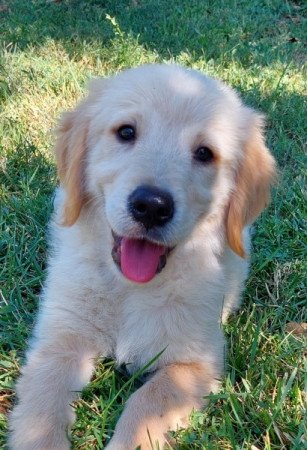 golden retriever