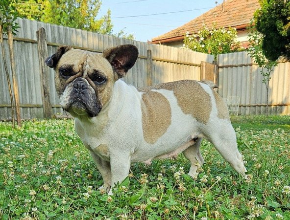 Francia bulldog