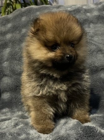 Pomerániai Törpe Spitz