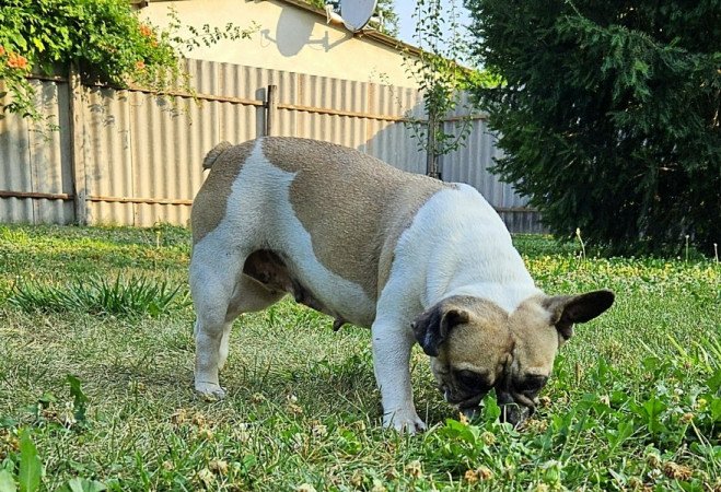 Francia bulldog