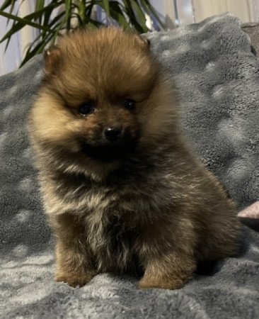 Pomerániai Törpe Spitz