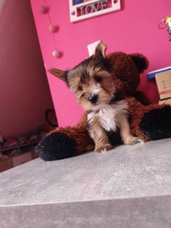 Yorkshire terrier